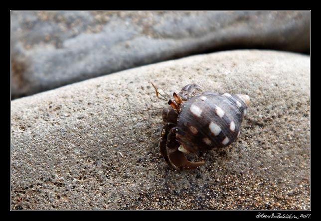 Costa Rica - Pacific coast - hermit crab