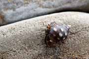 Costa Rica - Pacific coast - hermit crab