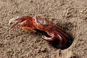 Costa Rica - Pacific coast - crab