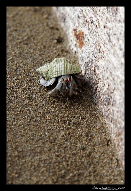 Costa Rica - Pacific coast - hermit crab