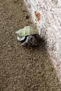 Costa Rica - Pacific coast - hermit crab