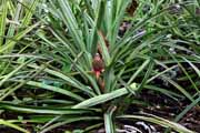 Costa Rica - Pacific coast - pineapple