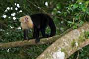 Costa Rica - Pacific coast - white throated capuchin