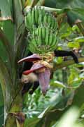 Costa Rica - Pacific coast - white throated capuchin