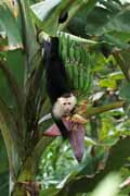 Costa Rica - Pacific coast - white throated capuchin