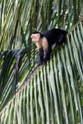 Costa Rica - Pacific coast - white throated capuchin