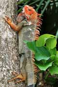 Costa Rica - Pacific coast - green iguana