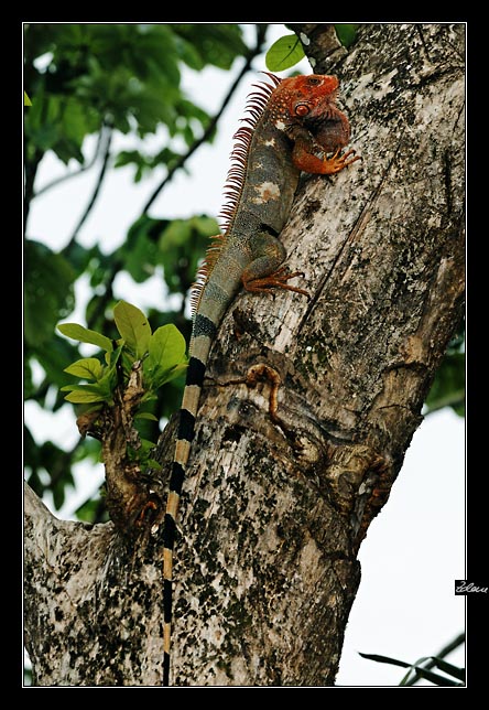 Costa Rica - Pacific coast - green iguana