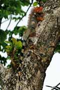 Costa Rica - Pacific coast - green iguana