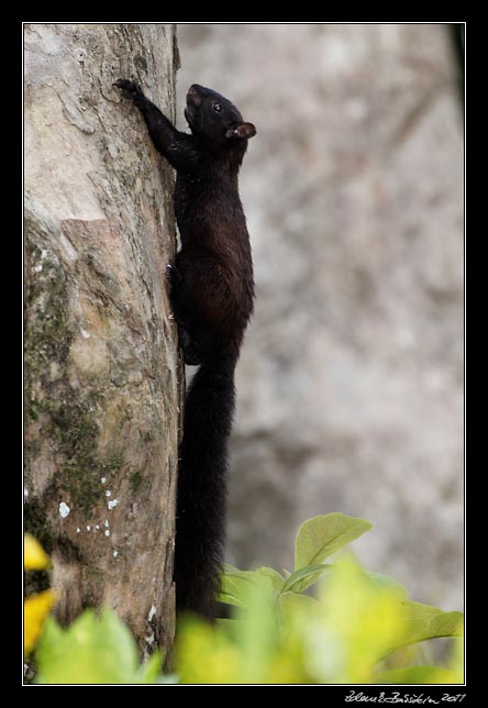 Costa Rica - Pacific coast - Eastern Gray Squirrel (?)