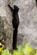 Costa Rica - Pacific coast - Eastern Gray Squirrel (?)