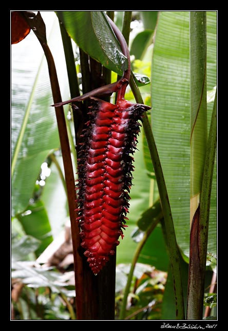 Costa Rica - Pacific coast - heliconia