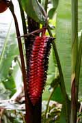 Costa Rica - Pacific coast - heliconia