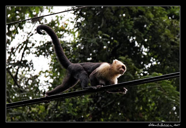 Costa Rica - Pacific coast - white throated capuchin