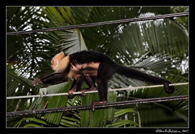 Costa Rica - Pacific coast - trolley wires