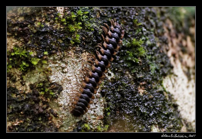 Costa Rica - Pacific coast - millepede