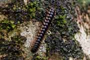 Costa Rica - Pacific coast - millepede