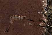 Costa Rica - Pacific coast - millepede