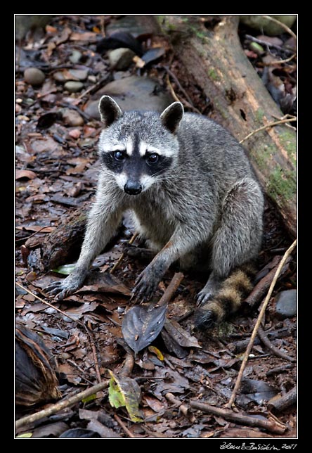 Costa Rica - Pacific coast - northern raccoon