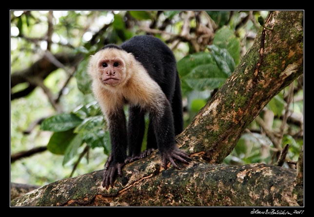 Costa Rica - Pacific coast - white throated capuchin