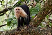 Costa Rica - Pacific coast - white throated capuchin