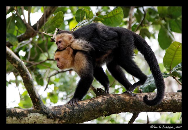 Costa Rica - Pacific coast - white throated capuchin