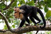 Costa Rica - Pacific coast - white throated capuchin