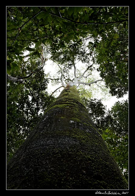 Costa Rica - Pacific coast - Jatoba (Hymenaea courbaril)