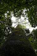 Costa Rica - Pacific coast - Jatoba (Hymenaea courbaril)