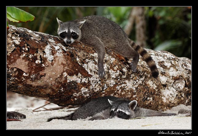 Costa Rica - Pacific coast - northern raccoon