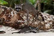 Costa Rica - Pacific coast - northern raccoon