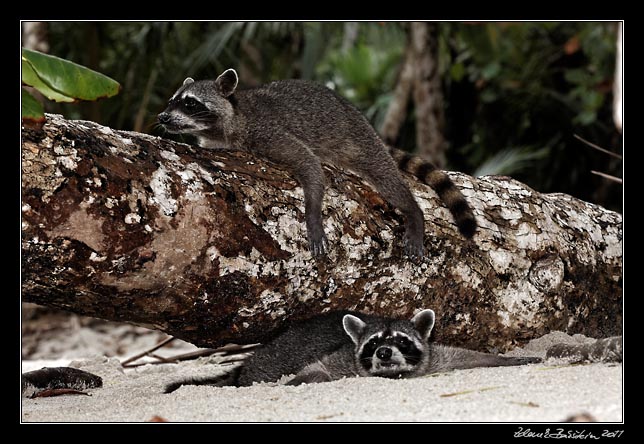 Costa Rica - Pacific coast - northern raccoon