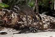 Costa Rica - Pacific coast - northern raccoon