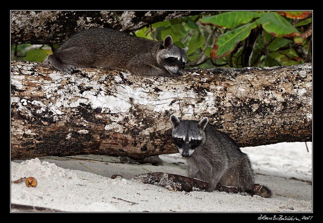 Costa Rica - Pacific coast - northern raccoon