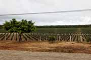 Costa Rica - Pacific coast - oil palm plantation