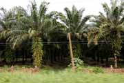 Costa Rica - Pacific coast - oil palm plantation