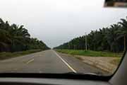 Costa Rica - Pacific coast - <i>endless</i> oil palm plantation