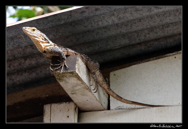 Costa Rica - Pacific coast - black ctenosaur