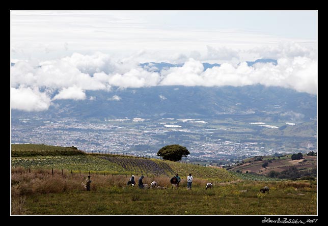 Costa Rica - Irazu - harvest