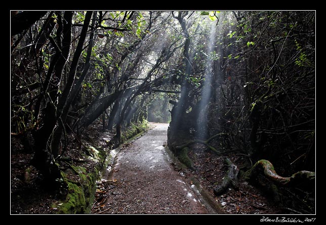 Costa Rica - Poas - trail to Botos lake