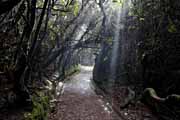 Costa Rica - Poas - trail to Botos lake