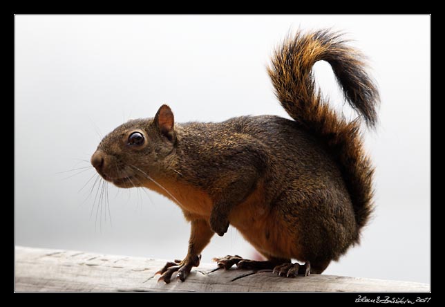 Costa Rica - Poas - variegated squirrel