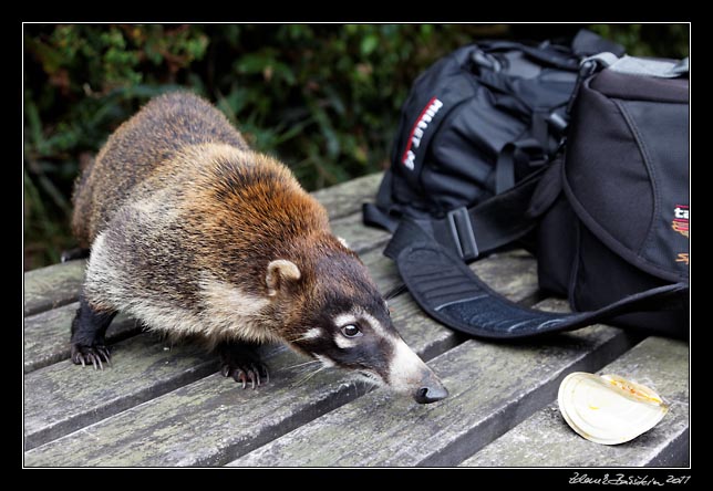 Costa Rica - Poas - white-nosed coati