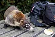 Costa Rica - Poas - white-nosed coati