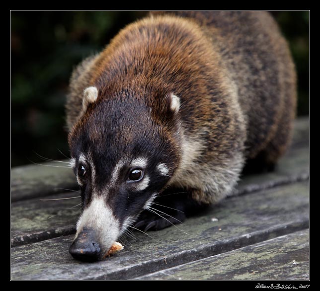 Costa Rica - Poas - white-nosed coati