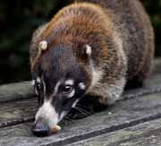 Costa Rica - Poas - white-nosed coati