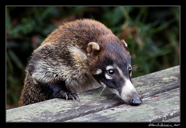 Costa Rica - Poas - white-nosed coati