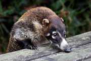 Costa Rica - Poas - white-nosed coati