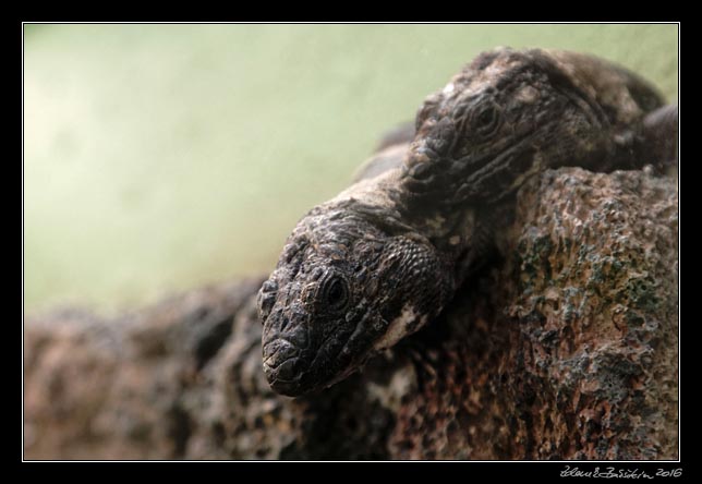 El Hierro - Frontera - Lagartario