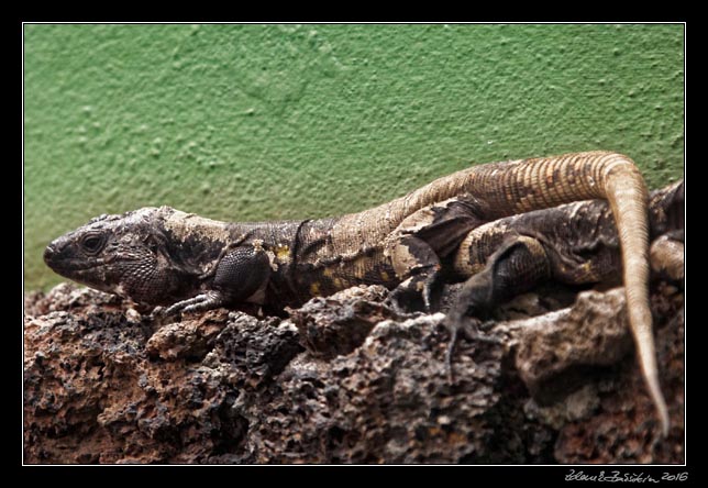 El Hierro - Frontera - Lagartario